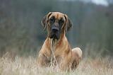 DOGUE ALLEMAND 696